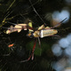 Illustration for article titled Spiders dose their webs with poison to keep invading ants at bay
